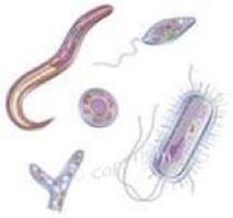 паразити живуть в організмі людини